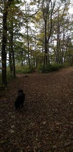 Dog walking in forest