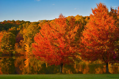 Scenic view of trees on field during autumn