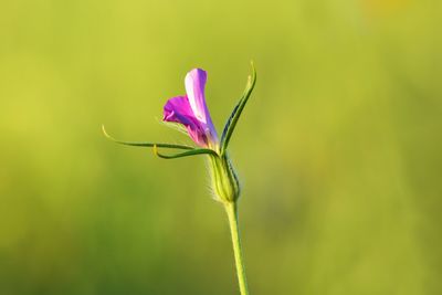 Close-up of flower against blurred background