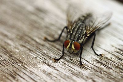 Close-up of insect on wooden plank