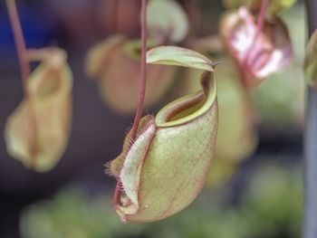 Close-up of red flowering plant