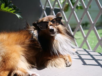 Sunglass close-up of a relaxing dog