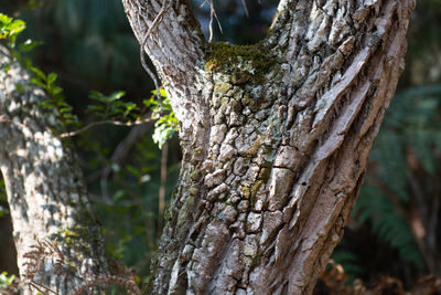 Close-up of moss on tree trunk