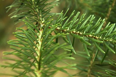 Close up of evergreen tree in a local forest in belgium