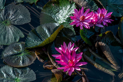 Close-up of pink flowering plants