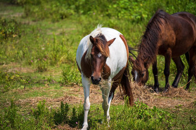 Horses grazing in a field