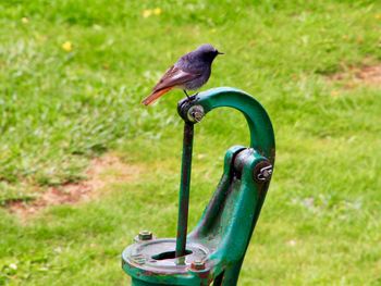 Close-up of bird perching on a field