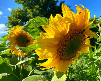 Close-up of sunflower on plant