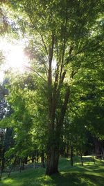 Trees in park