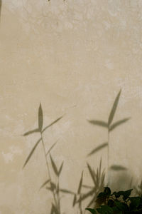 Shadow of plant on wall