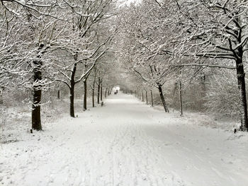 Road passing through forest