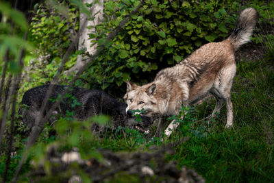 Portrait of fox on field