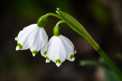 Close-up of white flowering plant