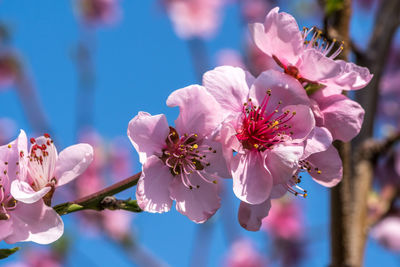 Close-up of pink cherry blossom