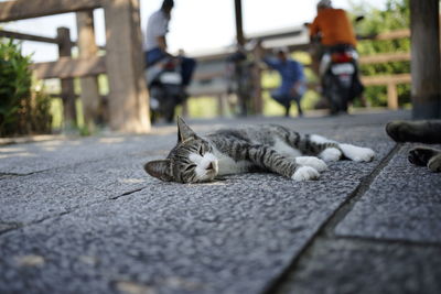 Cat sleeping on street