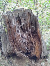 Close-up of tree stump