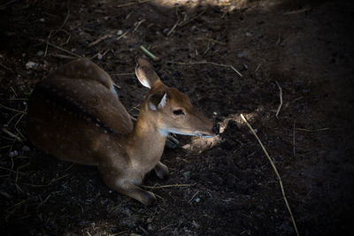 High angle view of deer