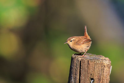 Close-up of bird perching on wooden post