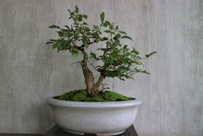 Close-up of potted plant on table against wall