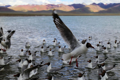 Birds flying over lake