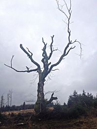 Bare trees on landscape