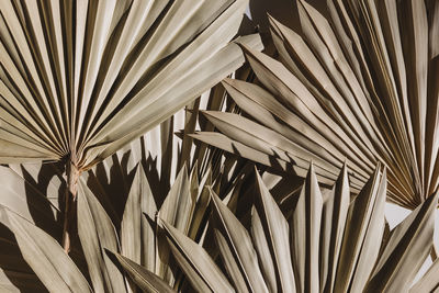 Full frame shot of palm tree