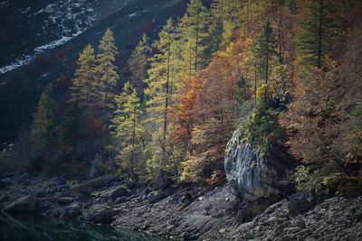 Trees in forest during autumn