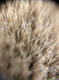 Close-up of stalks in field