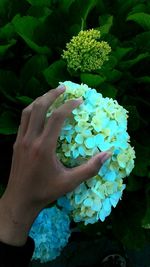 Close-up of hand holding flower