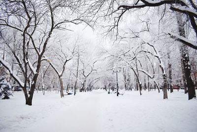 Bare trees on snow covered land