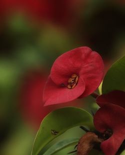 Close-up of red flowering plant