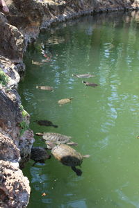 High angle view of ducks swimming in lake