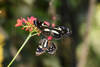 Close-up of butterflies  pollinating on flower