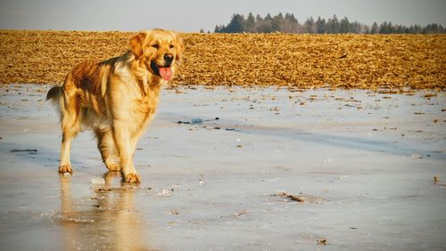 Dog in water