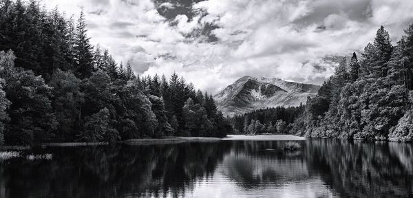 Trees reflecting on calm lake