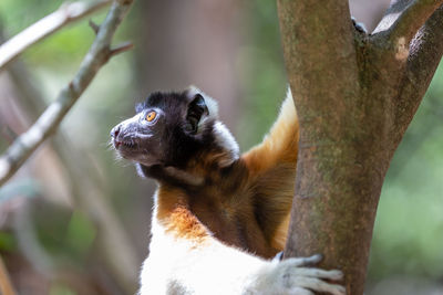 Close-up of a squirrel on tree