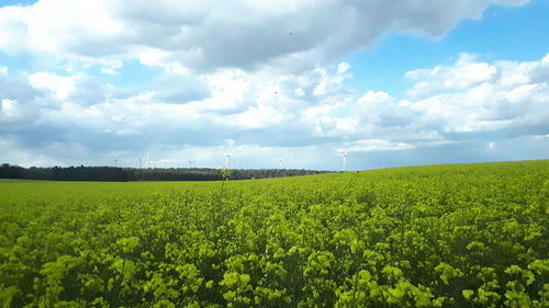 Scenic view of agricultural field against sky