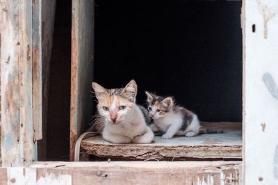 Cat with kitten sitting on damaged wooden plank