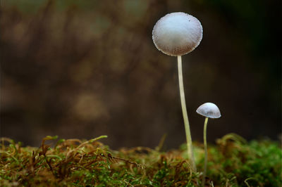 Close-up of mushroom growing on field