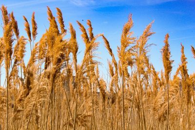 Close-up of wheat growing against sky