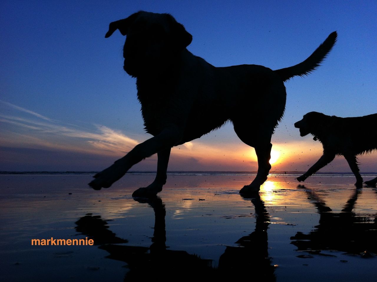 animal themes, silhouette, sunset, sea, water, beach, domestic animals, sky, one animal, horizon over water, shore, dog, pets, mammal, nature, sunlight, tranquil scene, tranquility, scenics, beauty in nature