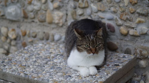 Portrait of cat looking at stone wall