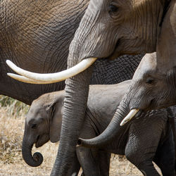 Elephant family on field