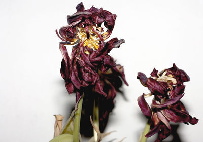 Close-up of flower over white background