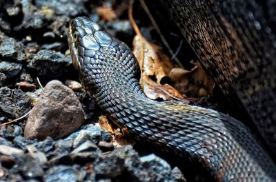 Close-up of snake