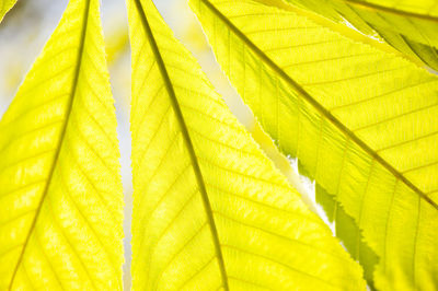 Low angle view of yellow leaves