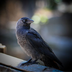 Close-up of bird perching on wood