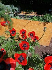 High angle view of red rose bouquet in yard