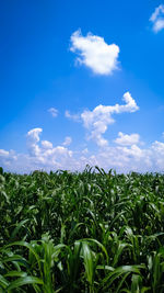 Plants growing on field against sky