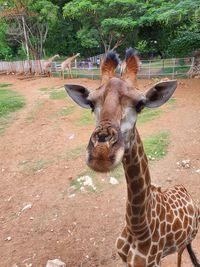 Giraffe in a zoo